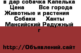 в дар собачка Капелька › Цена ­ 1 - Все города Животные и растения » Собаки   . Ханты-Мансийский,Радужный г.